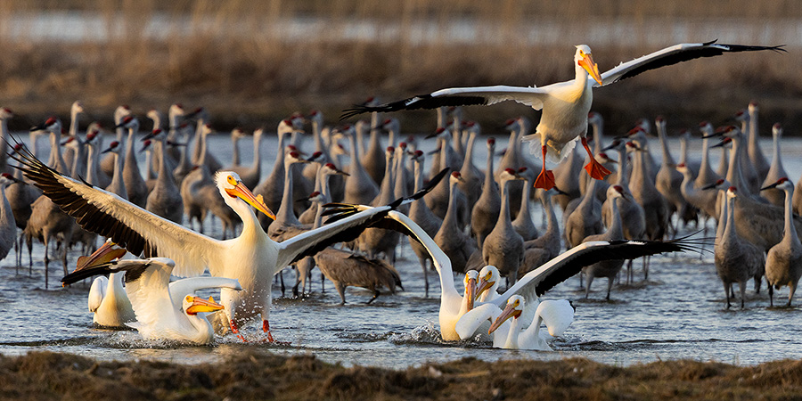 Pelicans land among the Sandhill Cranes on the Platte River in Central Nebraska. - Great Plains,Wildlife Photography