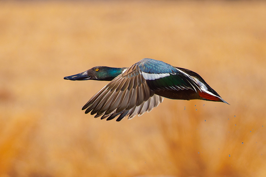 Wildlife photograph of a Northern Shoveler in eastern Nebraska. - Nebraska Photography