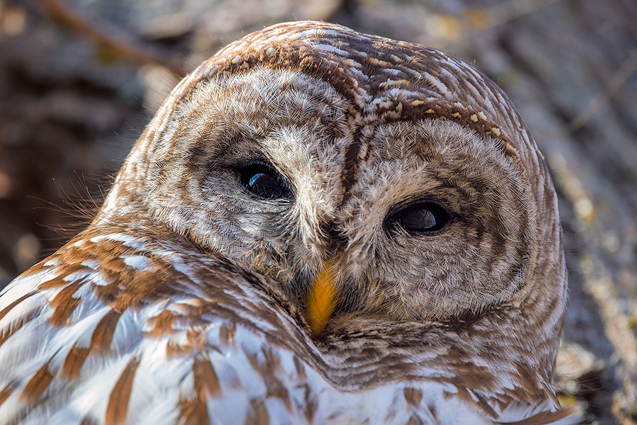 A Nebraska wildlife photograph of a Barred Owl gazing down from a tree in the Forest. - Nebraska Photography