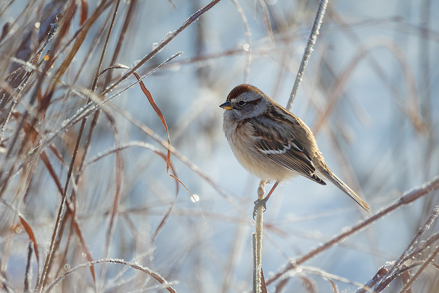 A wildlife photograph of a little sparrow in winter at Walnut Creek, Nebraska. - Nebraska Photography