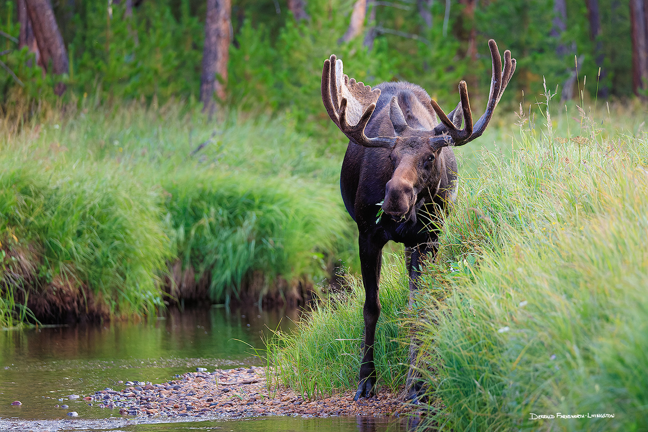 A wildlife photograph of a bull moose in the North Inlet at Rocky Mountain National Park, Colorado. - Colorado Picture