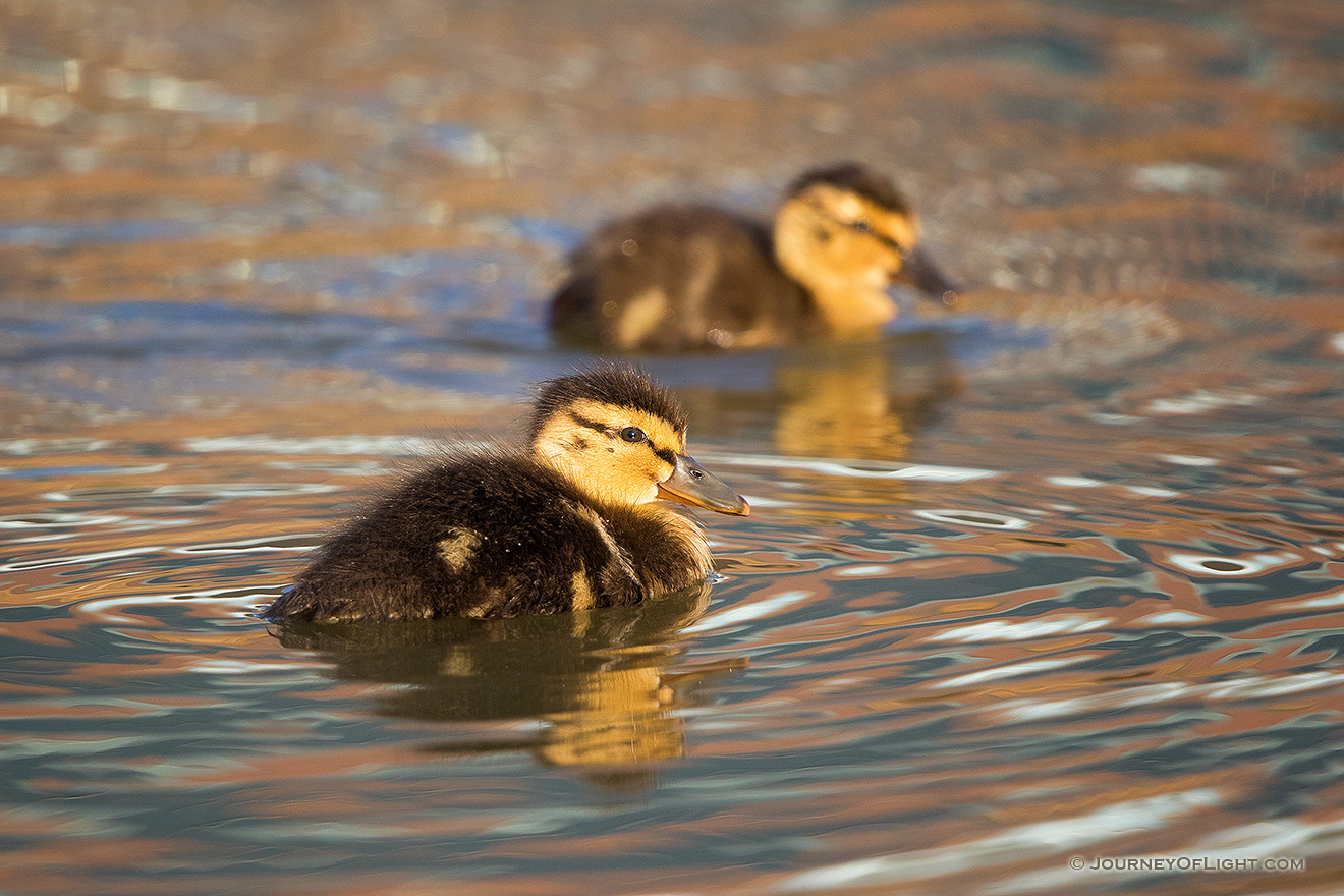 Two mallard ducklings play in a pond in Omaha, Nebraska. - Nebraska Picture
