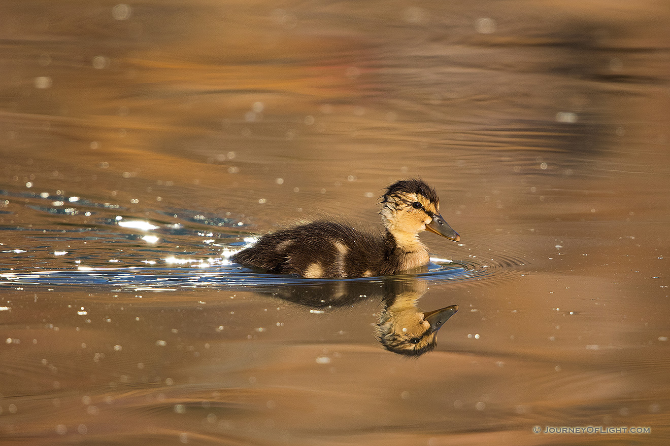 A mallard duckling swims quickly across the water as the sun sets in the distance. - Nebraska Picture