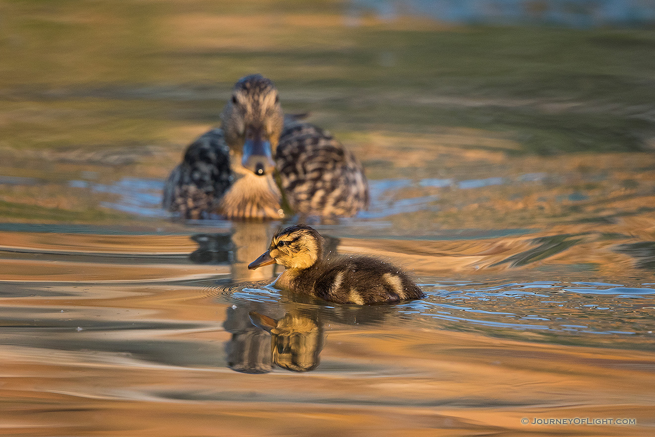 A mallard duckling swims across a small pond while the mother mallard watches. - Nebraska Picture