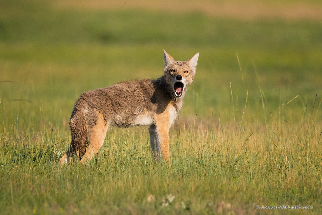 A coyote stops, looks around, and then lets out a howl on the prairie on Wind Cave National Park in South Dakota. - South Dakota Picture