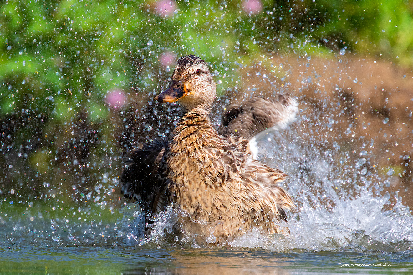 A wildlife photograph of a duck cooling off in Sarpy County, Nebraska. - Nebraska Picture