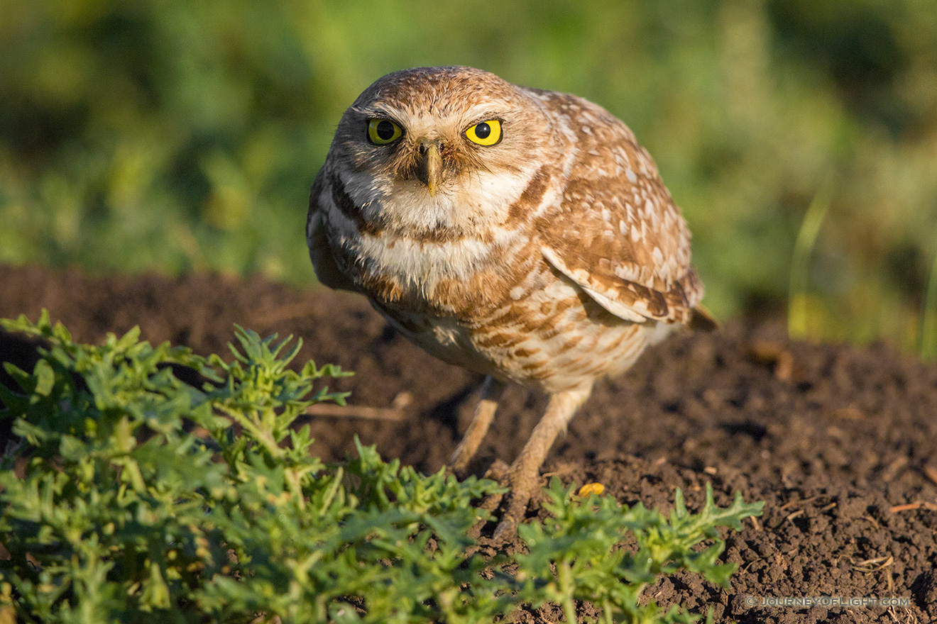 A burrowing owl is prepared to take flight to look for food for its family. - South Dakota Picture