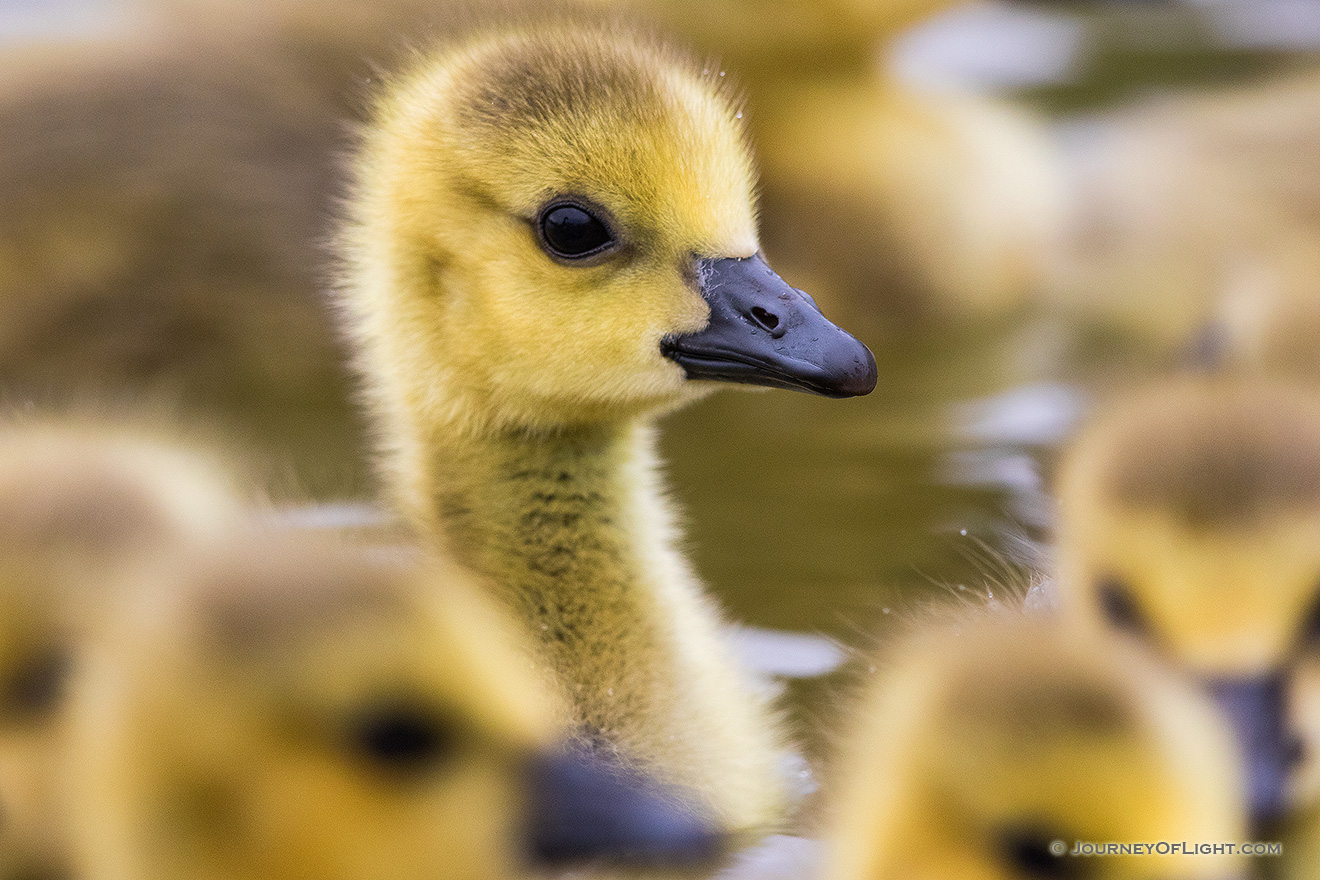 A curious gosling pokes his head up as a group swim by at the ponds at Schramm Park State Recreation Area. - Schramm SRA Picture