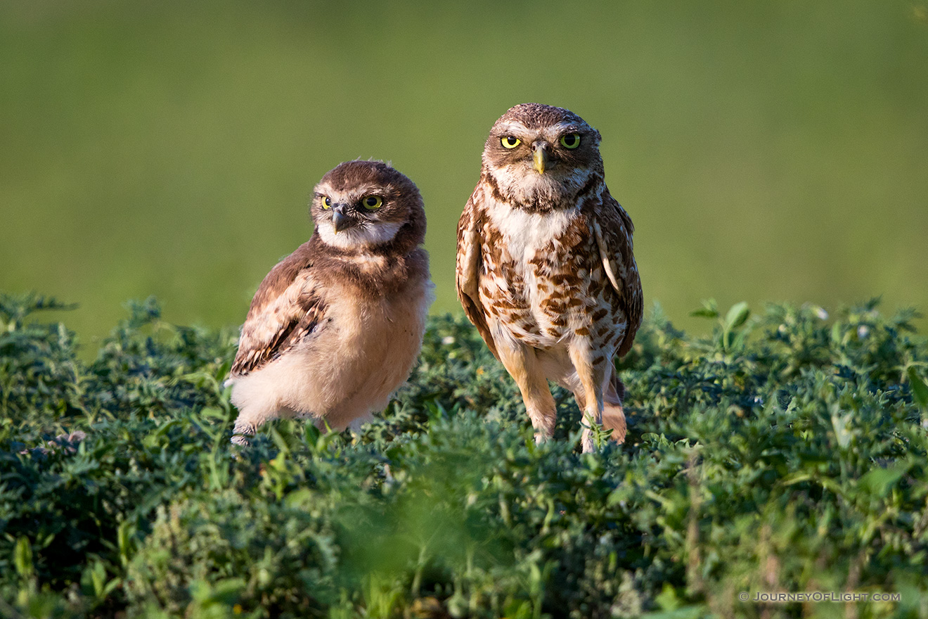 A mother burrowing owl and her chick at the Badlands National Park, South Dakota. - South Dakota Picture