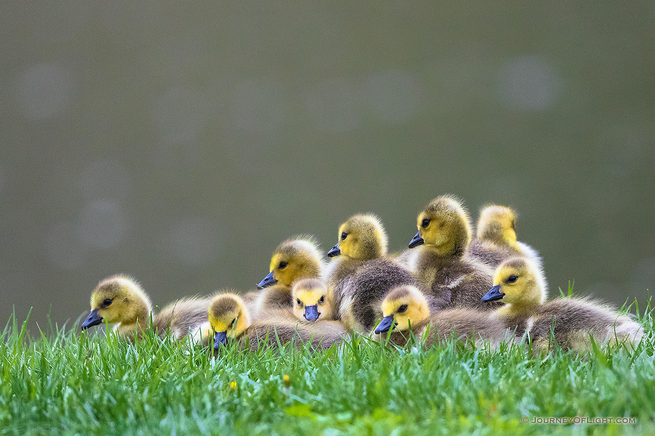 A group of goslings pile on top of one another at Schramm Park State Recreation Area. - Schramm SRA Picture