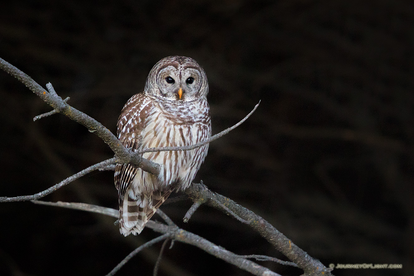 A wildlife photograph of a Barred Owl at Chalco Hills Recreation Area, Nebraska. - Nebraska Picture