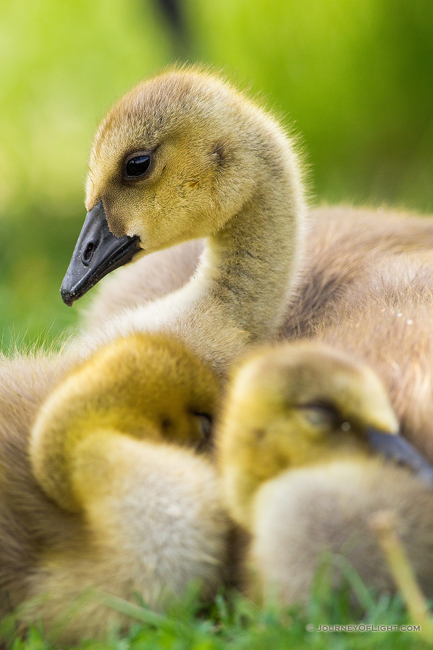 Two goslings huddle together as a third keeps watch at Schramm State Recreation Area in eastern Nebraska. - Schramm SRA Picture
