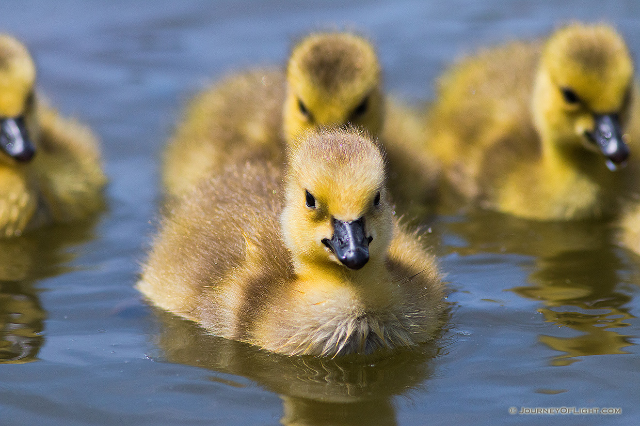Goslings swim in the afternoon sun in one of the ponds at Schramm Park State Recreation Area. - Schramm SRA Picture