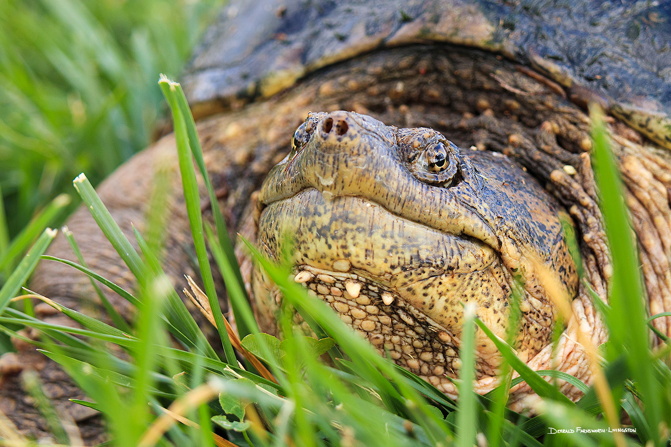 A wildlife photograph of a snapping turtle in eastern Nebraska. - Nebraska Photography