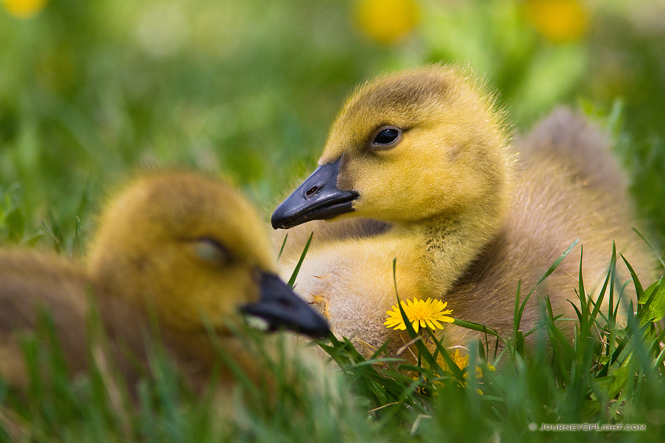 Two goslings rest in the shade at Schramm Park State Recreation Area. - Schramm SRA Picture