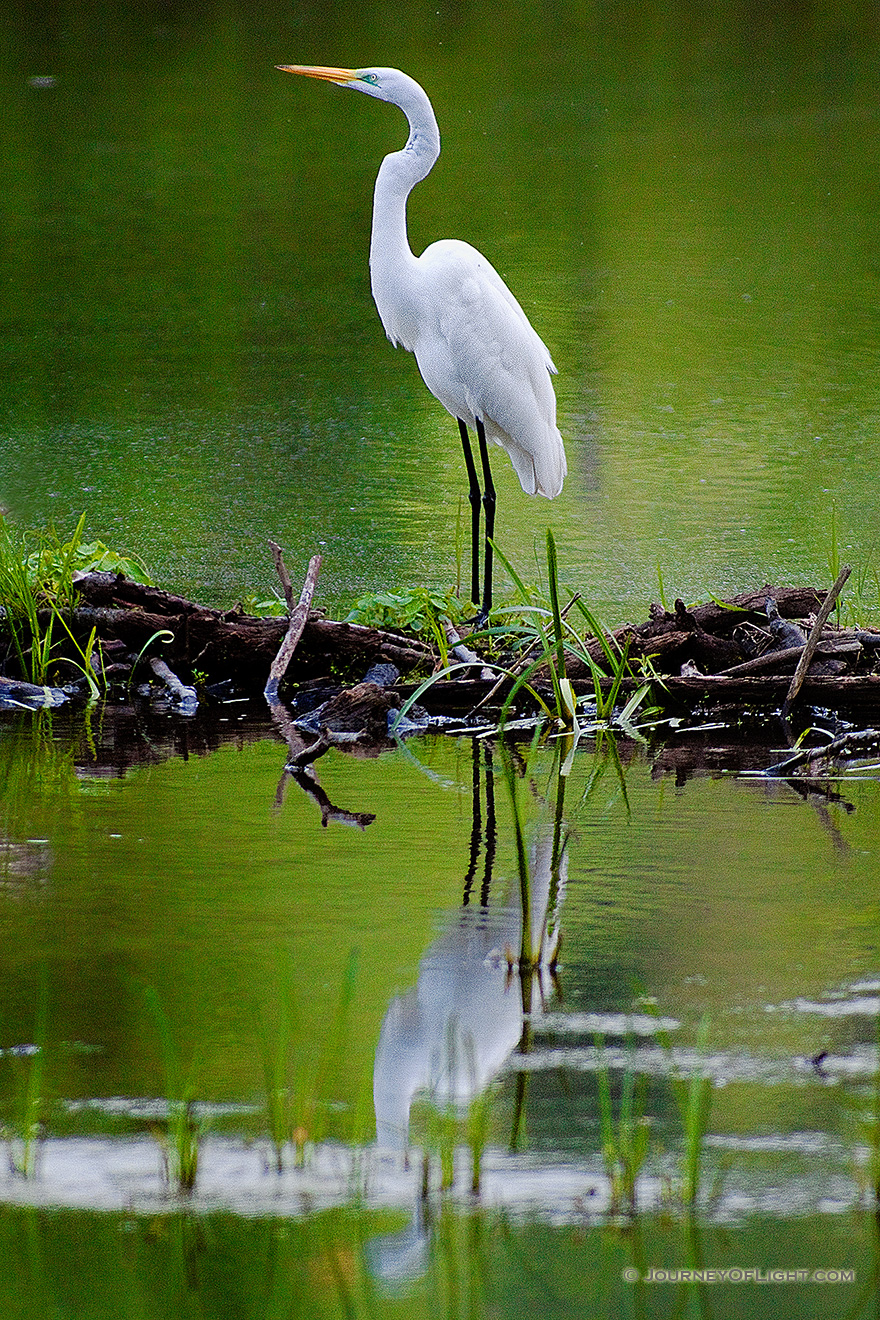 A Great White Egret stands with elegance on branches collected by beavers in a small lake in the Ozark Mountains. - Arkansas Picture
