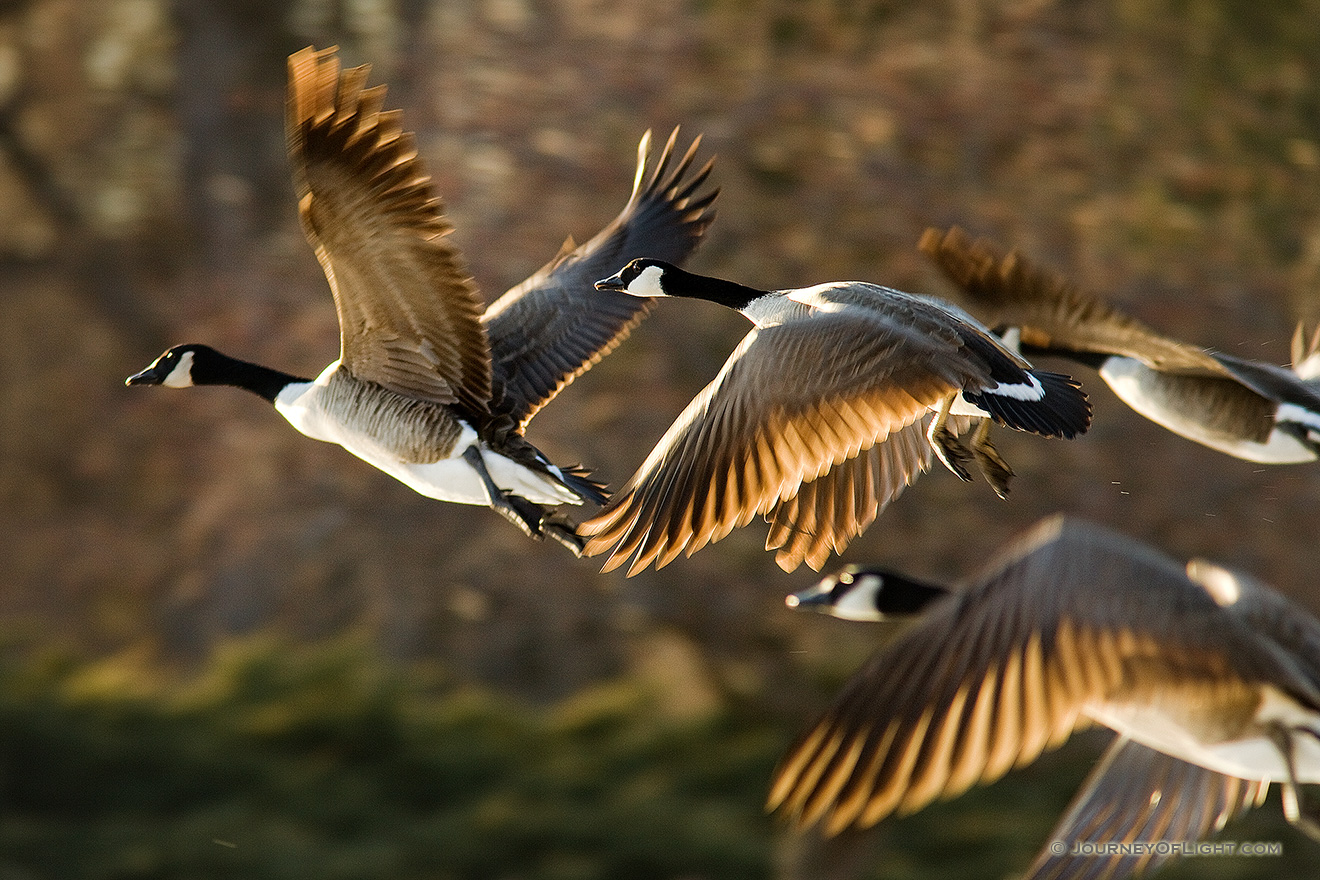 Four Canada Geese take to the sky from Schramm State Recreation Area. - Schramm SRA Picture