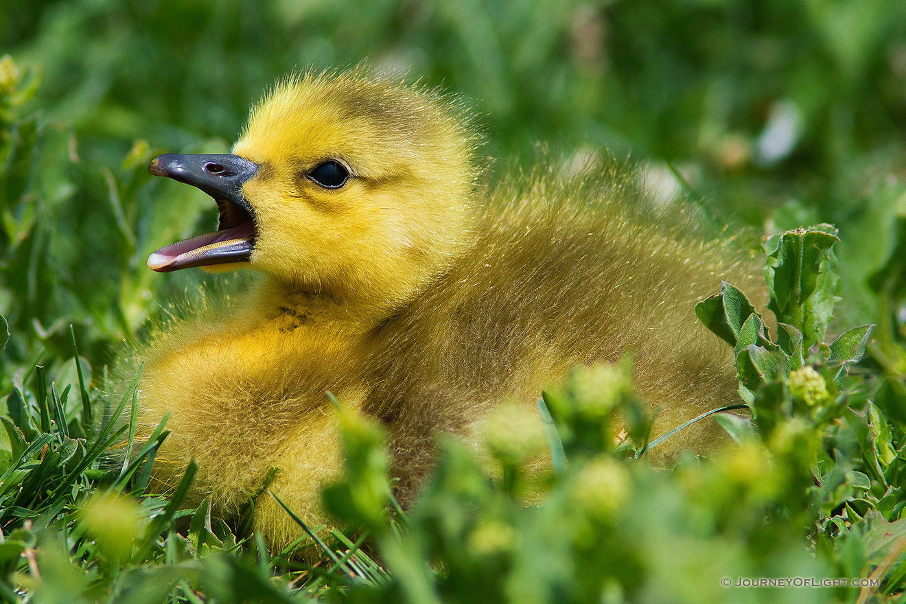 A young gosling yawns in the afternoon sun near one of the ponds at Schramm Park State Recreation Area. - Schramm SRA Picture