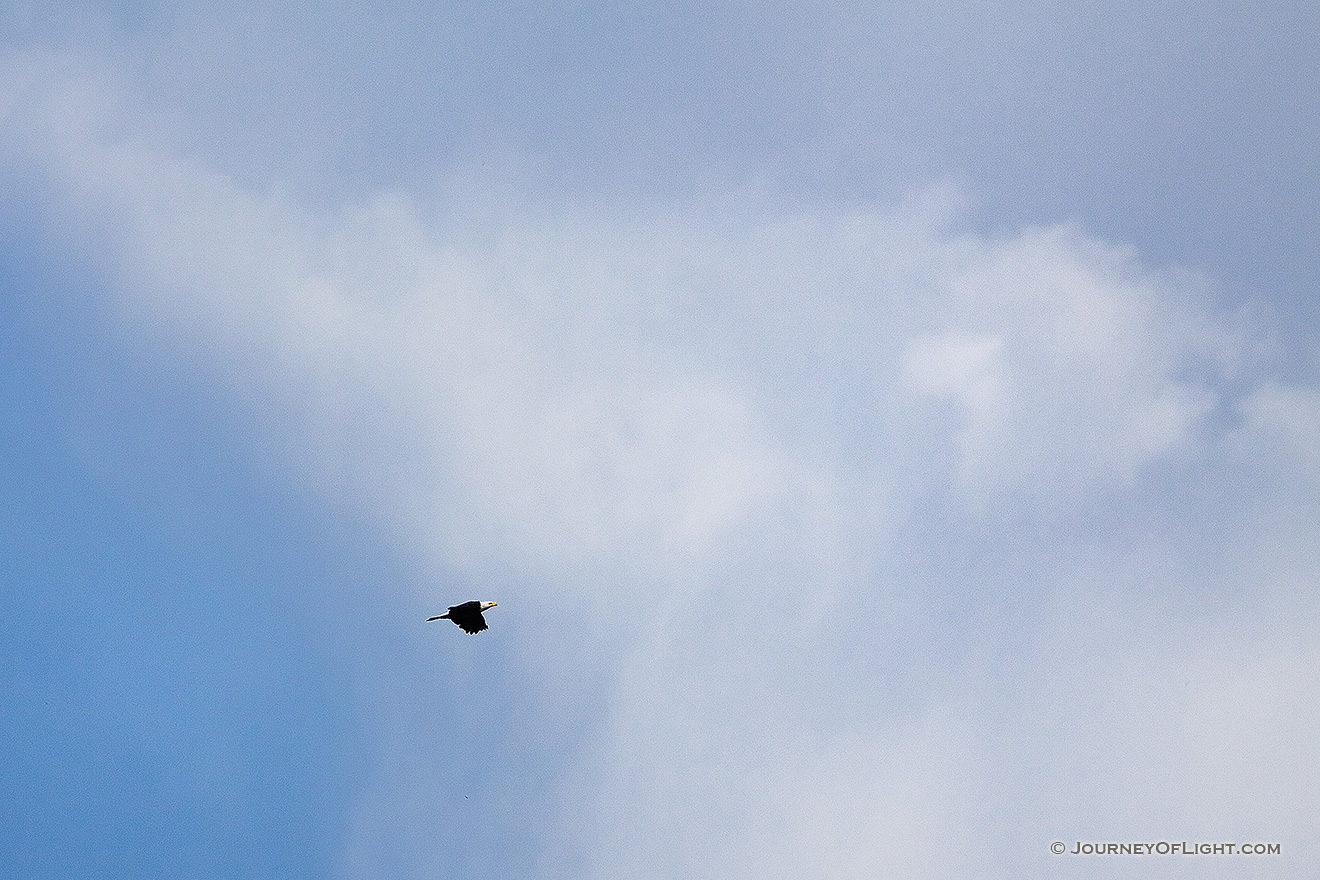 A bald eagle takes flight into the high puffy clouds. - Squaw Creek NWR Picture