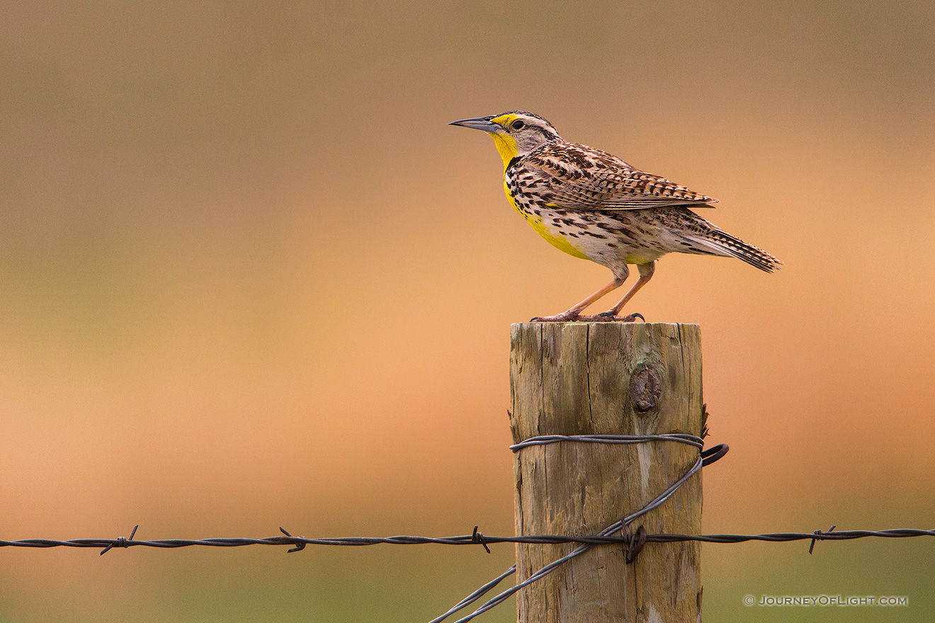 A Western Meadowlark sings on a fencepost at McKelvie National Forest. - Nebraska Picture