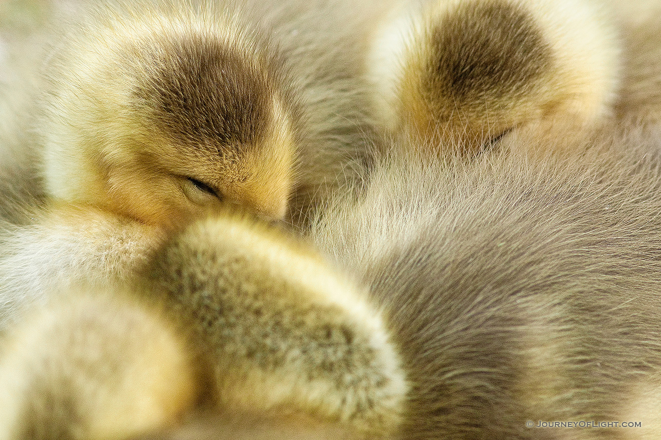 A gaggle of newly hatched gosling huddle together. - Schramm SRA Picture