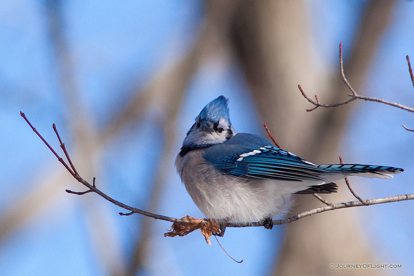 A blue jay picks at what remains of a leaf on a branch high in a tree. - Squaw Creek NWR Picture