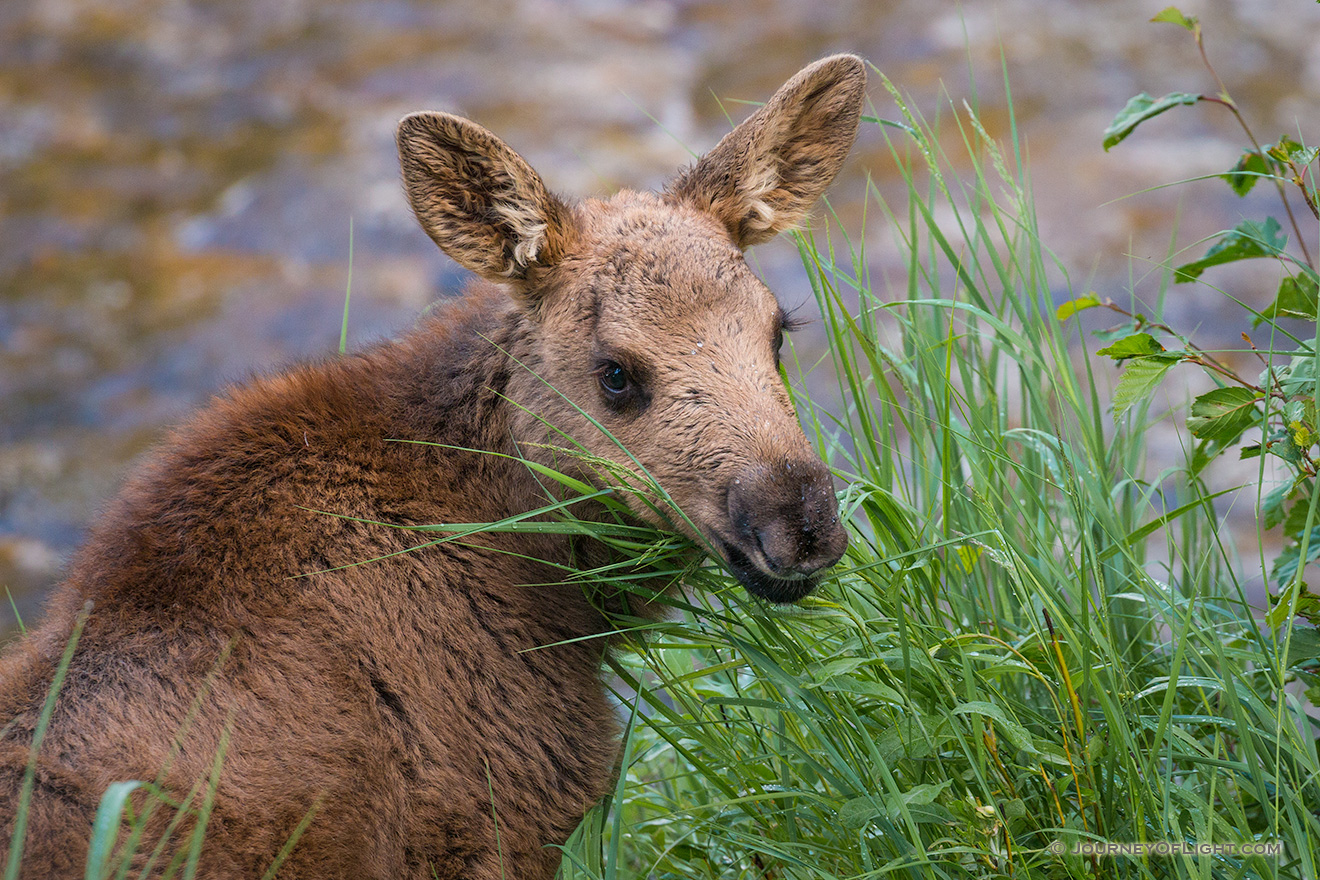 Near the Colorado River in the Kawuneeche Valley in western Rocky Mountain National Park, a Moose calf looks back over his shoulder at me before bounding off with his mother into the forest and out of sight. - Colorado Picture