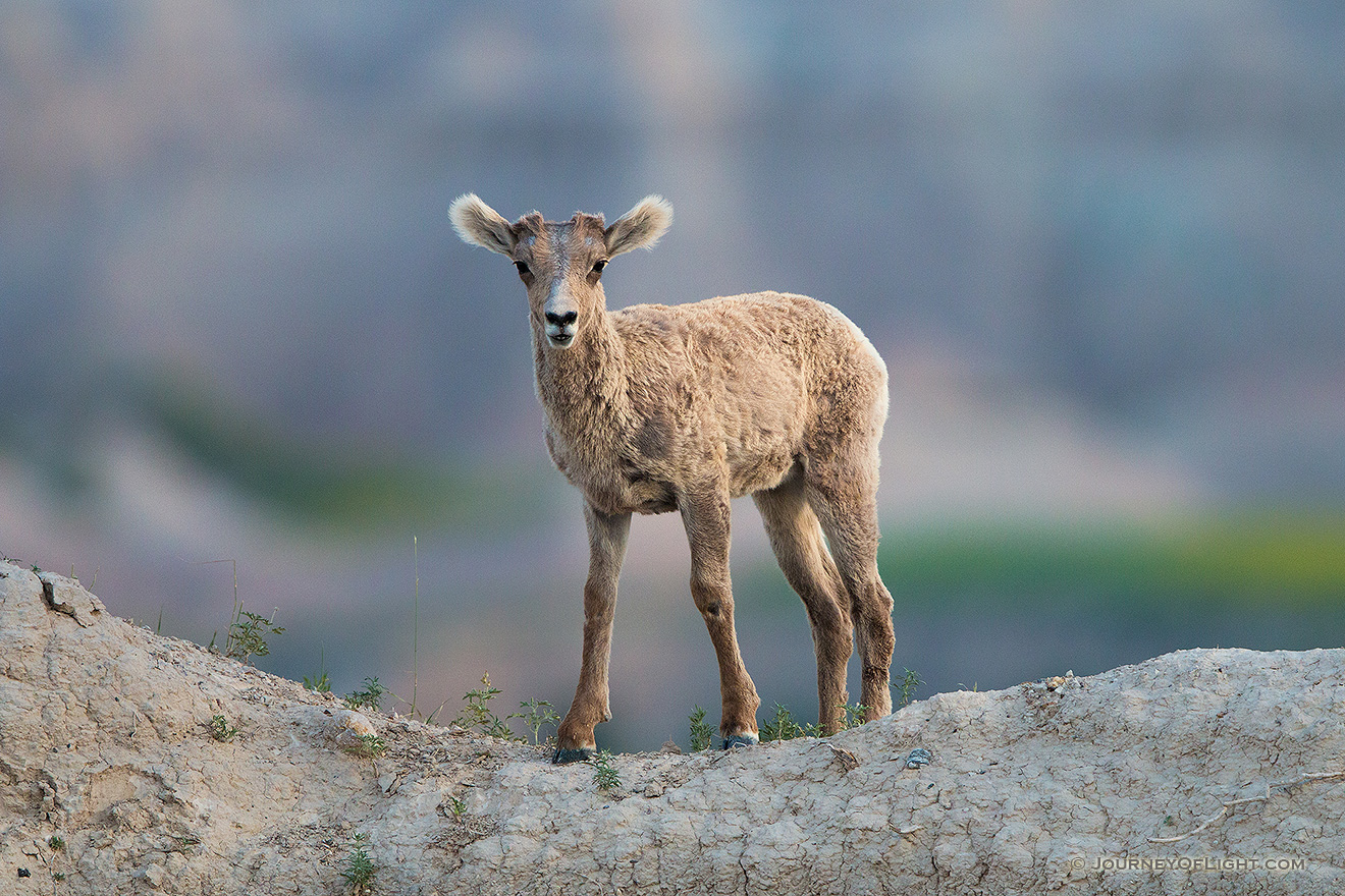 A young bighorn sheep pauses on the top of a ledge in Badlands National Park, South Dakota. - South Dakota Picture