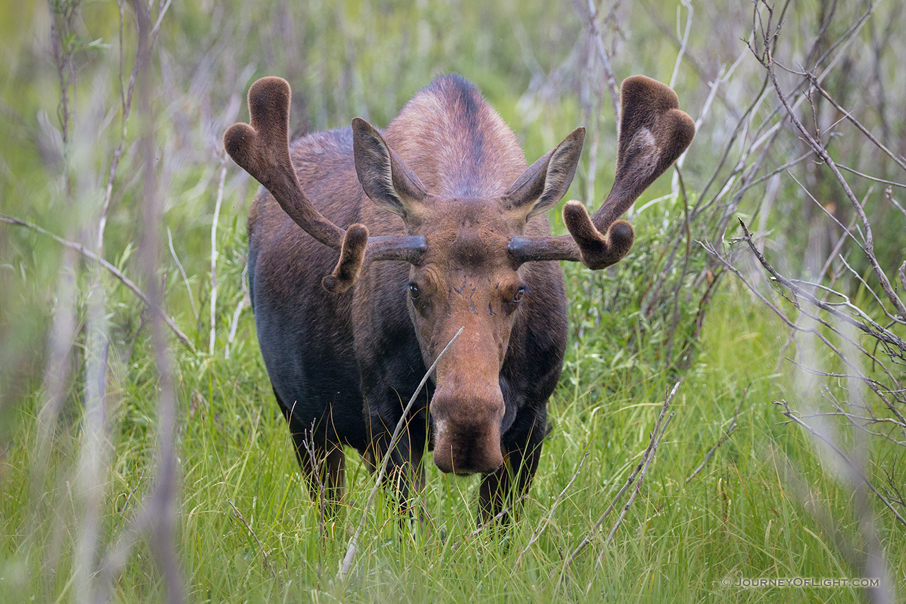 A bull moose quietly moves through brush in Kawuneeche Valley on the west side of Rocky Mountain National Park. - Colorado Photography