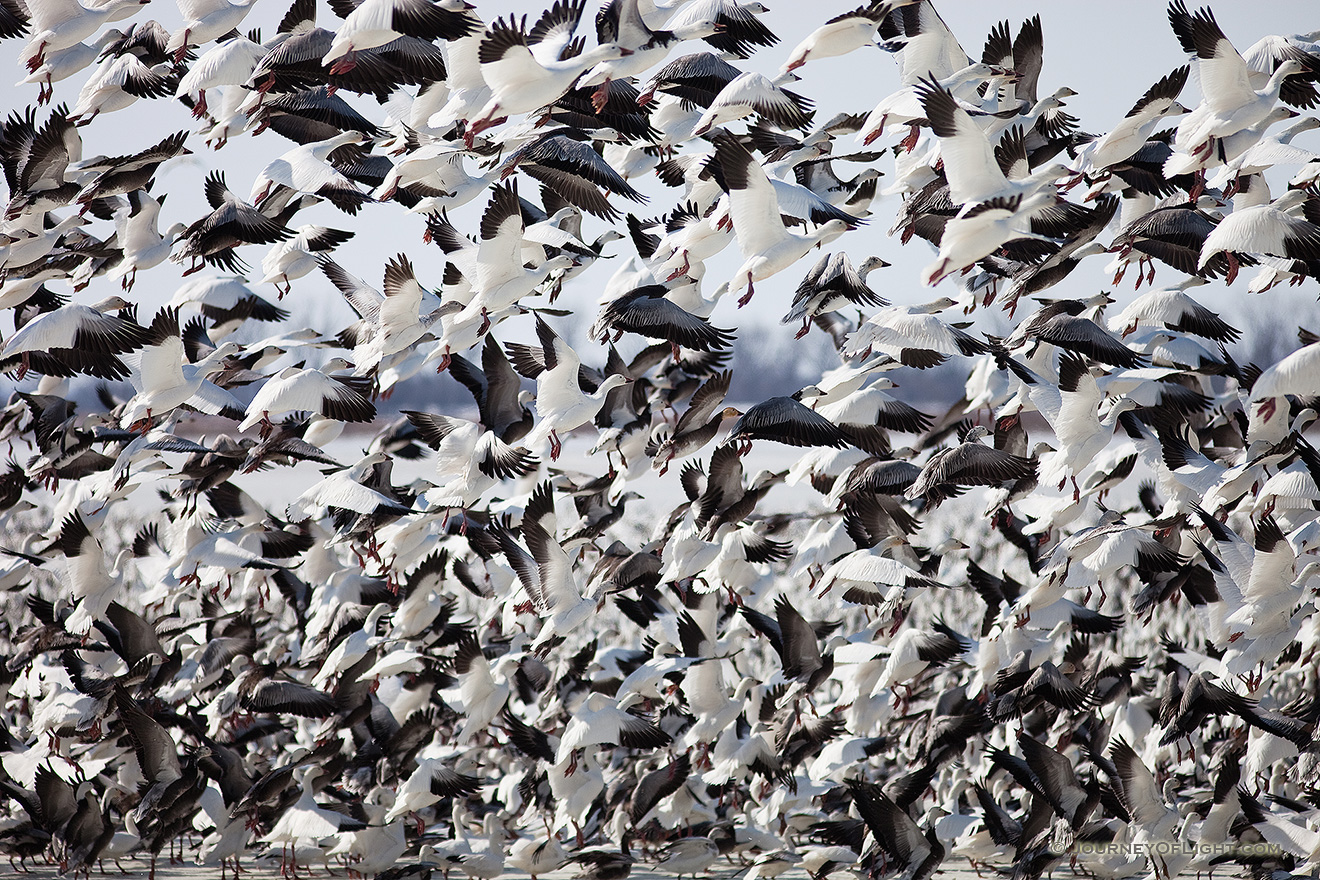 A group of snow geese take to the sky at Squaw Creek National Wildlife Refuge in Missouri. - Squaw Creek NWR Picture