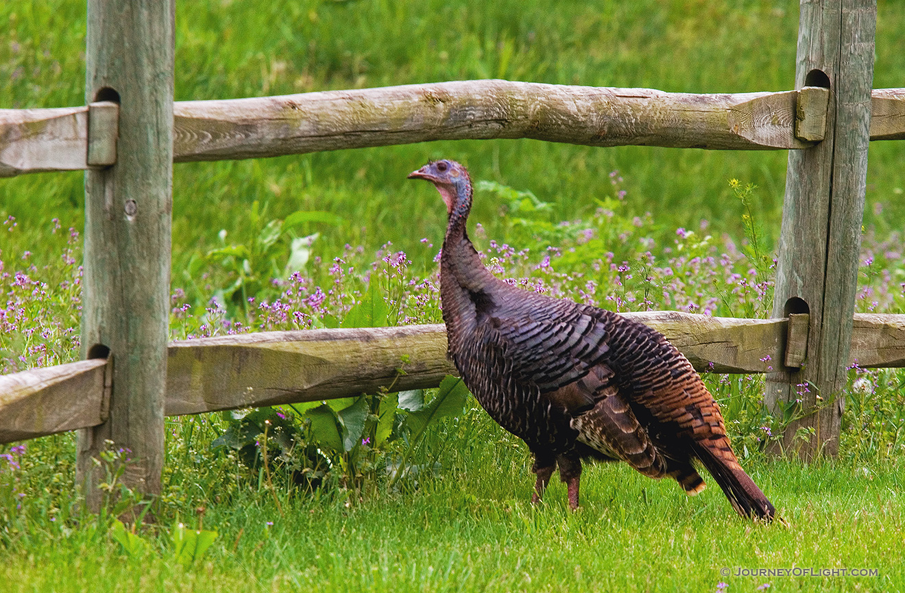 A wild turkey hangs out at Platte River State Park in Eastern Nebraska. - Platte River SP Picture