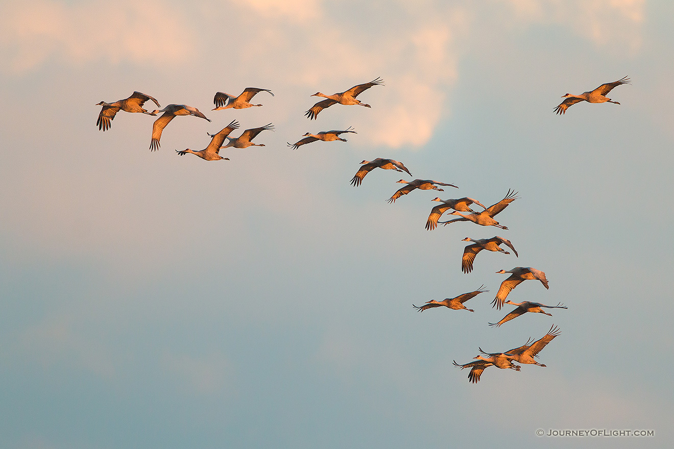 Sandhill Cranes soar high above  the Platte River in Central Nebraska on a mid-March evening. - Nebraska,Wildlife Picture