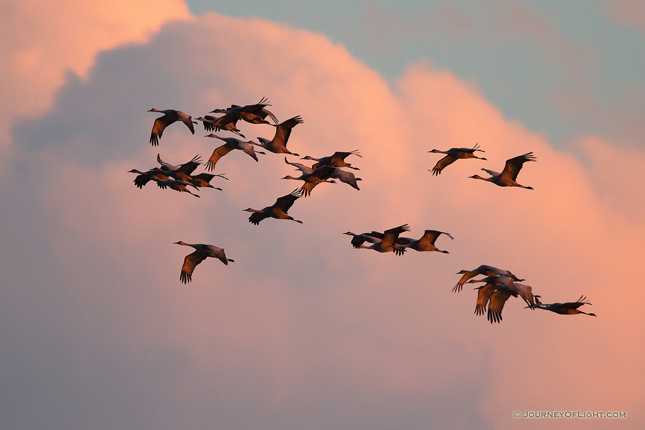 Sandhill cranes soar high while the clouds glow with the warmth of the setting sun. - Nebraska,Wildlife Picture
