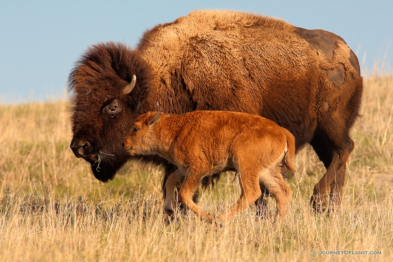 A buffalo calf and bull graze on the vast prairie at Ft. Niobrara National Wildlife Refuge. - Ft. Niobrara Picture