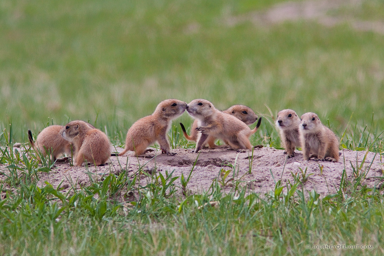 A set of prairie dog pups venture out of their hole at Ft. Niobrara National Wildlife Refuge. - Ft. Niobrara Picture
