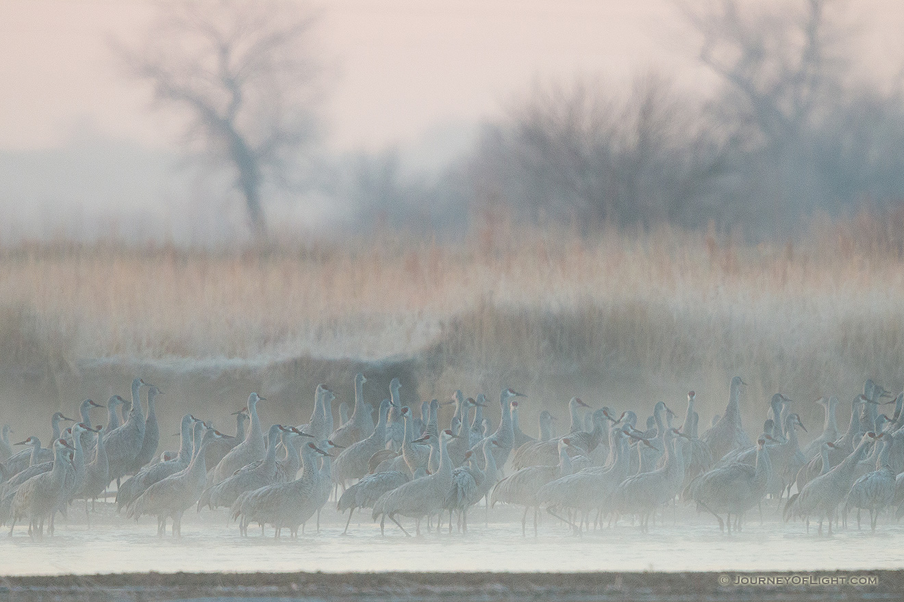 On a cool, foggy March morning a group of Sandhill Cranes wait on a sandbar in the Platte River. - Great Plains,Wildlife Picture