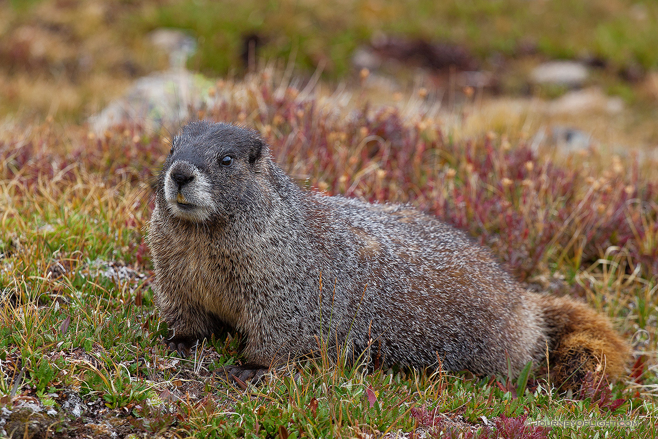 On the way down from Long's Peak in Rocky Mountain, this marmot surprised me when he quickly moved from the side of the trail from where he had been resting, perfectly still.  Not wanting to disturb him too much, I quickly took my photographs and ventured on. - Rocky Mountain NP Picture