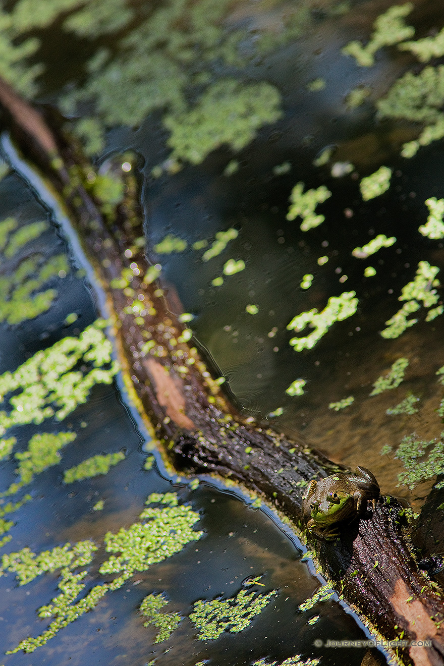 A frog, almost blending into the background, rests on a floating log in Schramm State Recreation Area, Nebraska. - Schramm SRA Picture