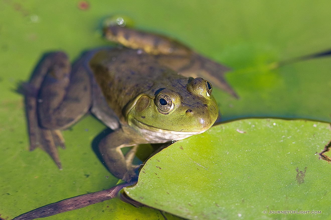A frog hangs out on a lily pad outside Lauritzen Gardens in Omaha, Nebraska. - Nebraska Picture