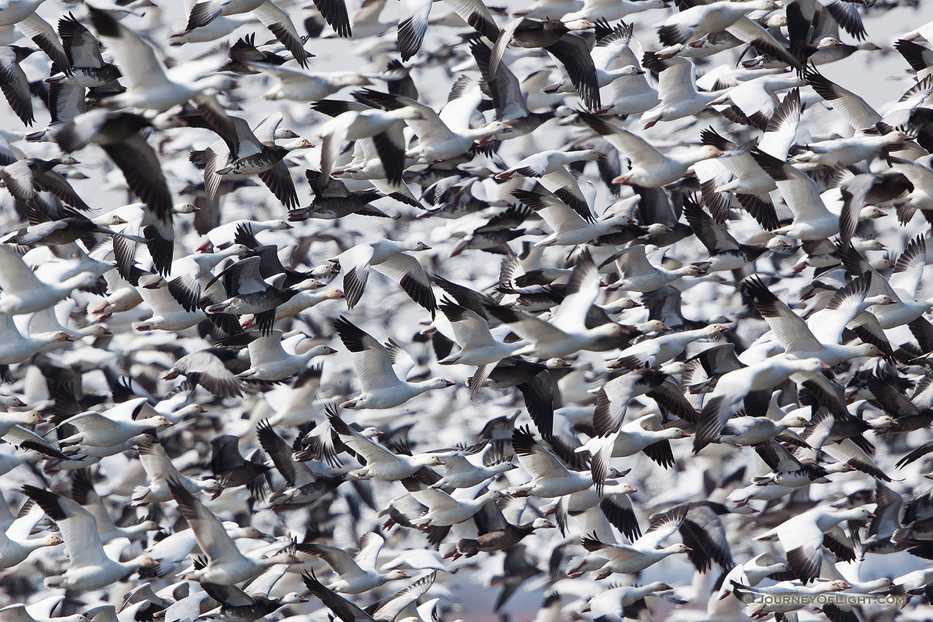 A large grouping of snow geese take to the sky at Squaw Creek National Wildlife Refuge in Missouri.  In the viewfinder they appeared as a blur of white and black during this event.  There were over 1 million birds on the lake on this day. - Squaw Creek NWR Picture