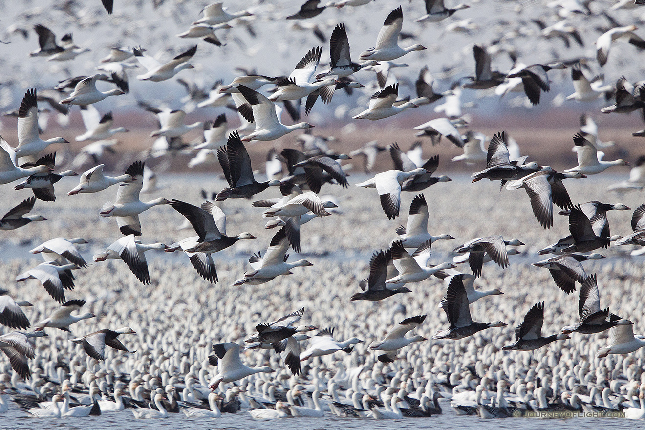 A group of snow geese take to the sky at Squaw Creek National Wildlife Refuge in Missouri.  There were over 1 million birds on the lake on this day. - Squaw Creek NWR Picture