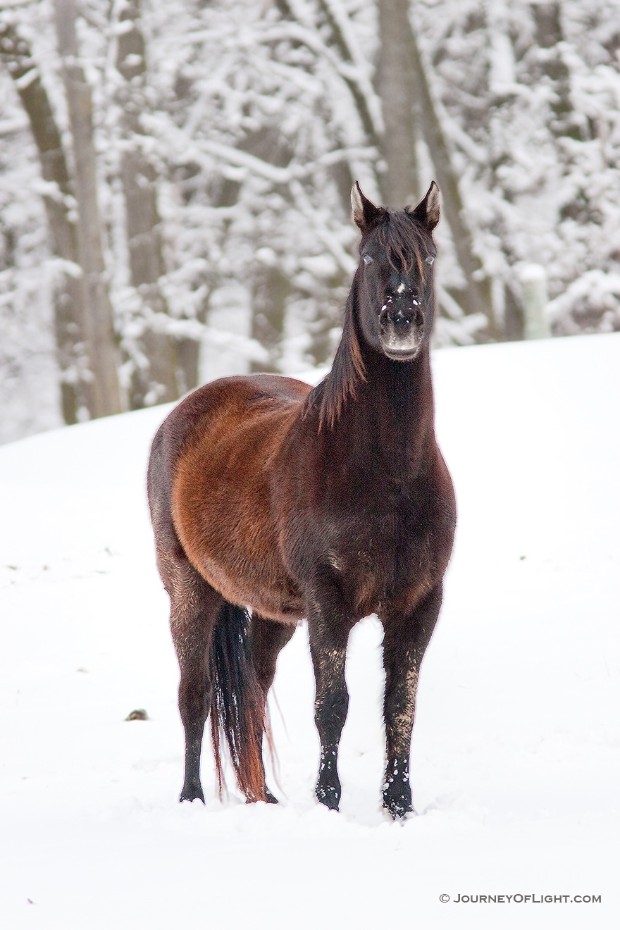 A horse weathers the cold snow at Mahoney State Park, Nebraska. - Mahoney SP Picture