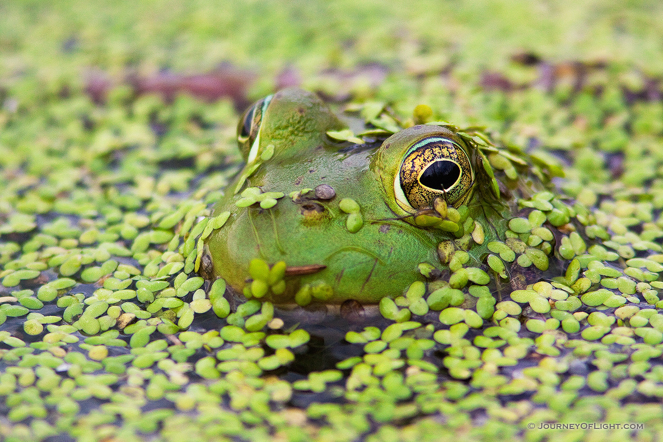 Silent and mostly submerged, a frog watches his surroundings closely. - Jack Sinn WMA Picture
