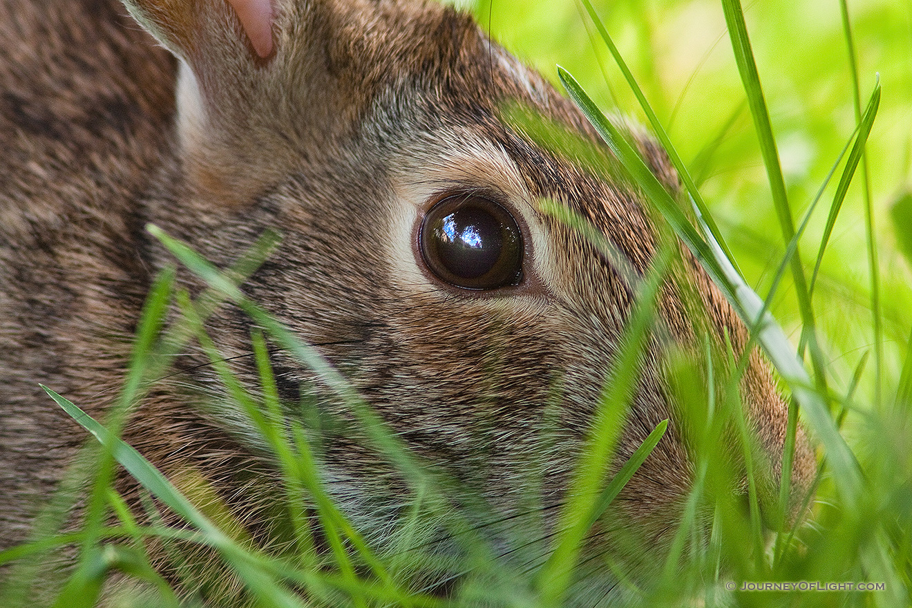 A rabbit hides in the thick grass. - Nebraska Picture