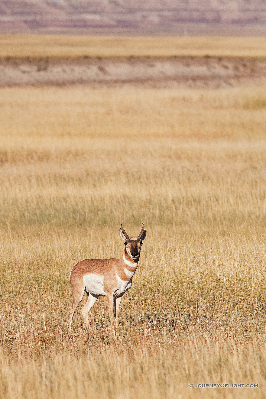 A pronghorn (american antelope) stops briefly on the vast prairie in the Badlands in South Dakota. - South Dakota Picture
