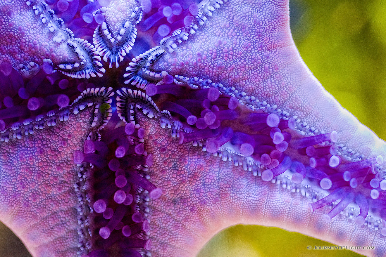 The underside of a starfish - Close Up. *Captive* - Sea Picture