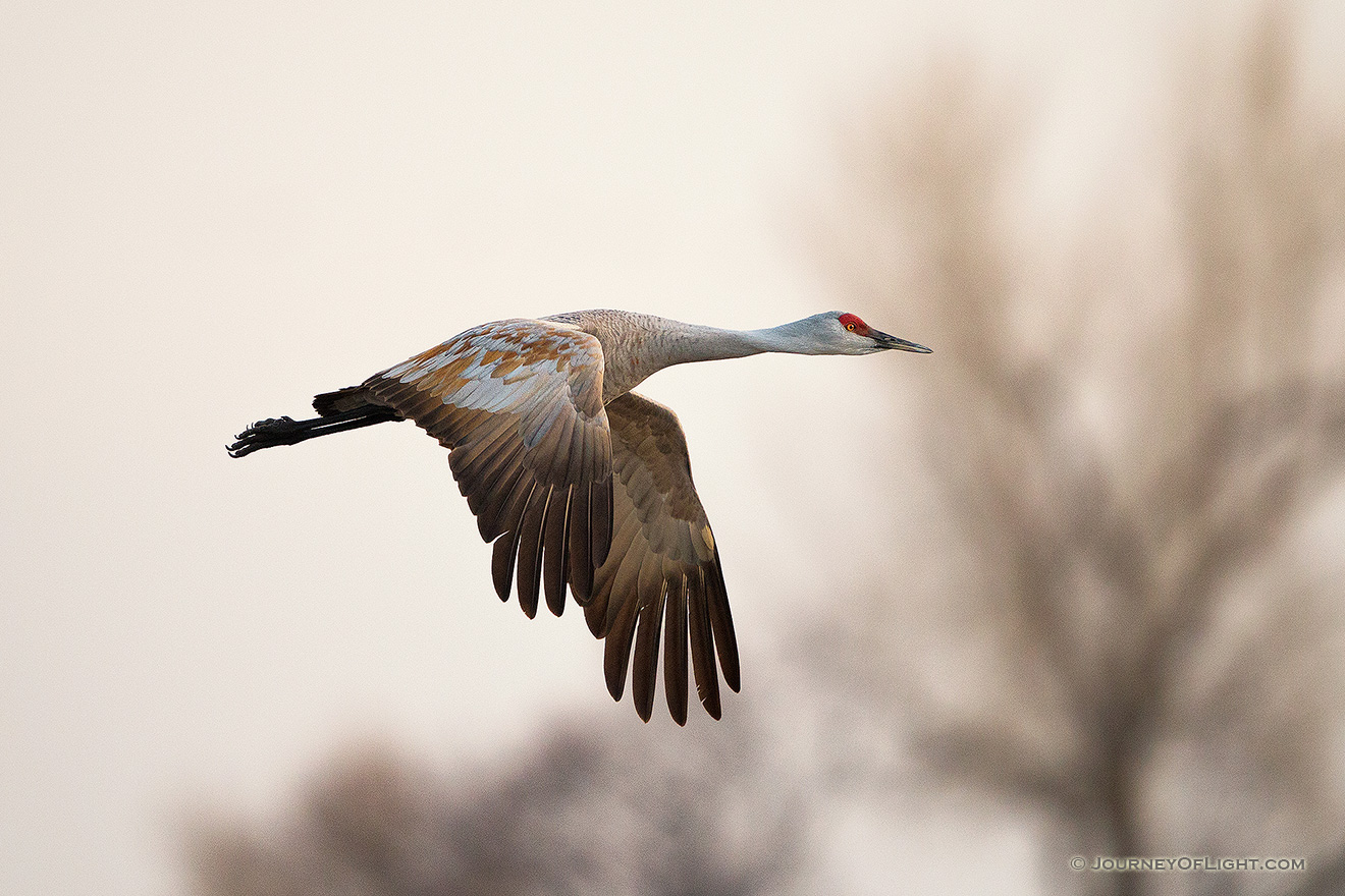 A Sandhill Crane soars high above the Platte River in the early morning just prior to sunrise. - Great Plains,Wildlife Picture