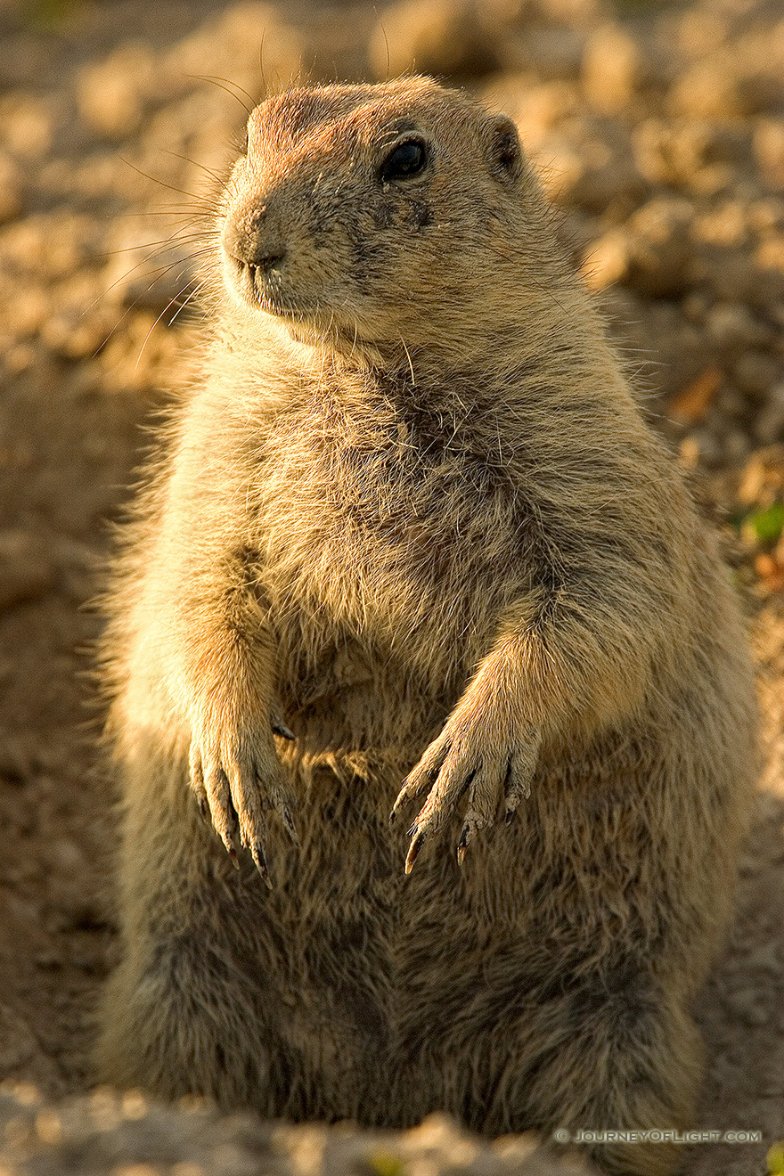 A Prairie Dog pokes his head out of a hole. - South Dakota Picture