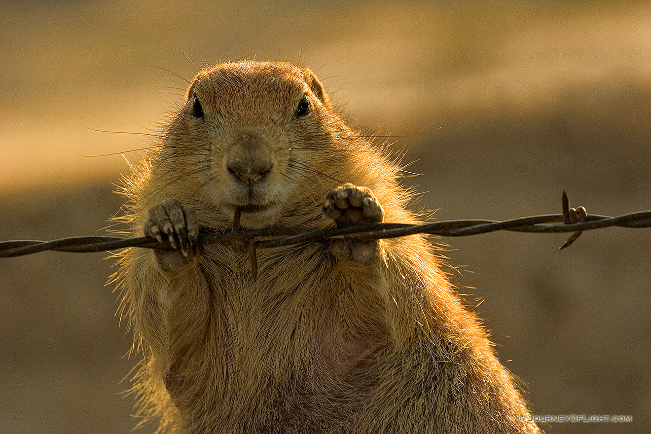 A prairie dog chews on a barbed wire fence. - South Dakota Picture