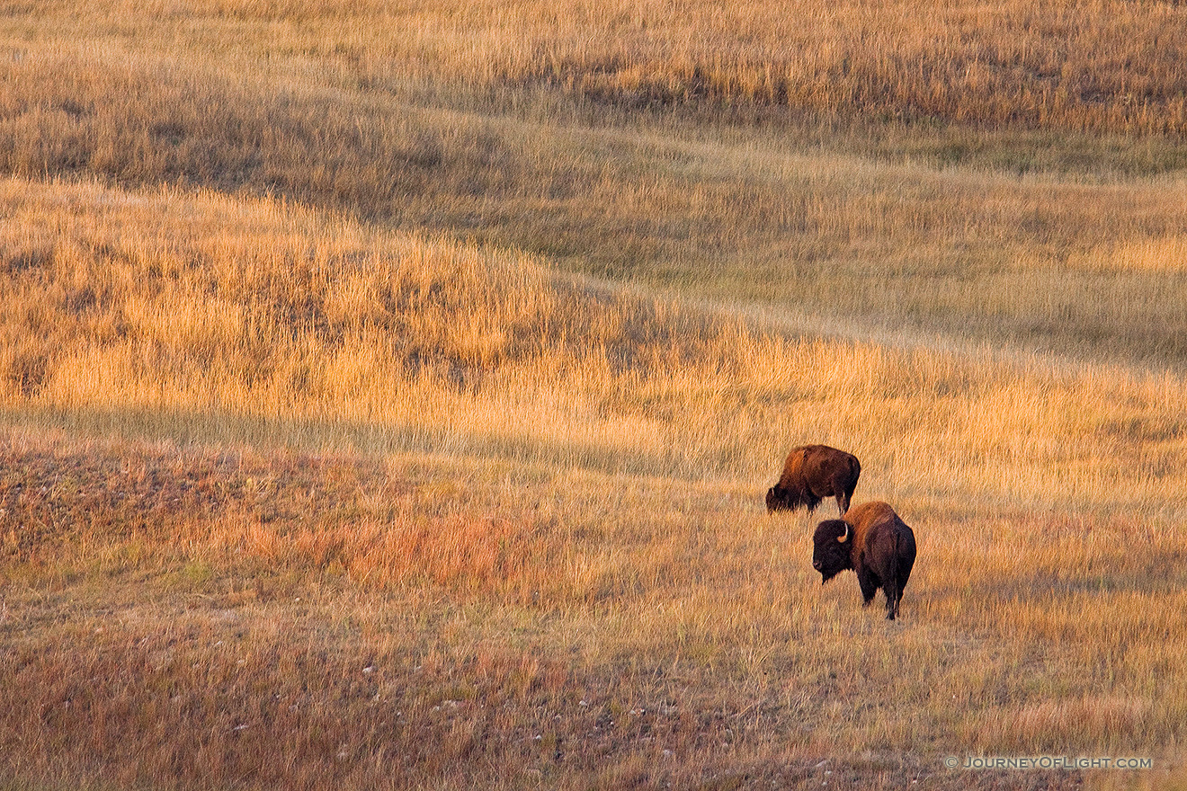 Two Buffalo and the rolling hills of Wind Cave National Park in South Dakota. - South Dakota Picture